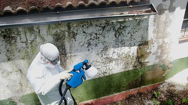 Mold Removal service in Du Bois